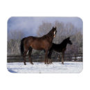 Recherche de poulain magnets Cheval