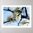 Recherche de fleurs de prune posters Fleurir