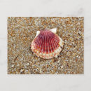 Search for pictures of shells postcards Seashells