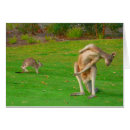 Recherche de kangourou Joey