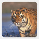 Recherche de panthera autocollants Gros chat