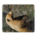 Recherche de ours planches à découper Faune