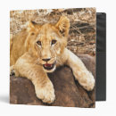Search for tiger binders Animal