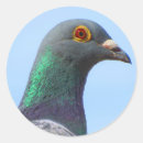 Search for homing stickers Bird