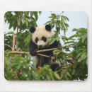 Search for “young mousepads Wildlife