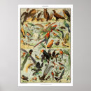 Recherche de oiseaux vintages posters Imprimer