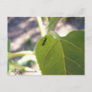 Recherche de fourmi posters Plante