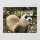 Recherche de furets posters Polecat