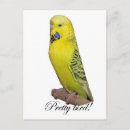 Search for budgie parakeet postcards Budgerigar