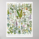 Recherche de adolphe millot posters Fleurs