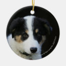 Recherche de chiot de border collie ornements Photographe canin
