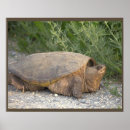 Recherche de reptile photographie Tortue
