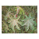 Search for castor posters Plant