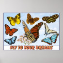 Recherche de habitats posters Papillons