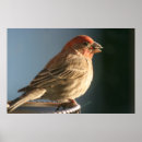 Search for backyard birds posters Finch
