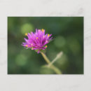 Recherche de fleur violette cartes postales Rose