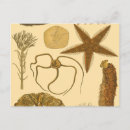 Recherche de anémones de mer cartes postales Algues