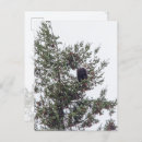 Search for eagle feather postcards Animal