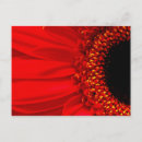 Search for red daisy postcards Yellow