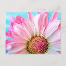 Recherche de rose pâle cartes postales Botanique