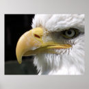 Search for birds of prey posters Nature