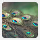 Search for blue feathers stickers Exotic