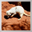 Recherche de suricate posters Suricata