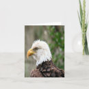 Search for eagles note cards Bird
