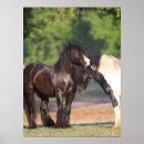 Search for two black horses posters Animal