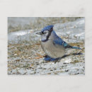 Search for jay postcards Snow