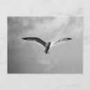 Search for gull postcards Wildlife
