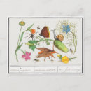 Recherche de escargots cartes postales Papillon