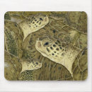 Recherche de tortue tapis souris Côtier