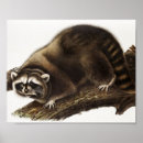 Search for racoon art posters Vintage