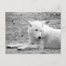 Search for arctic wolf postcards Animal