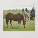 Search for calgary canada postcards Horizontal