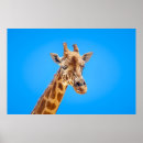 Search for giraffe portrait posters Animal