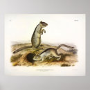 Search for squirrel picture posters Illustration
