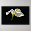 Search for callas posters Easter