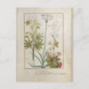 Search for medicinal plants postcards 15th