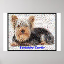 Search for yorkshire terrier posters Cute