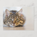 Search for pretty kitty postcards Pet