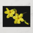Recherche de jasmin cartes postales Fleurs
