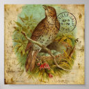 Search for thrushes posters Vintage