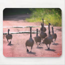 Search for bird family mousepads Wild