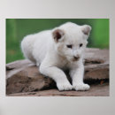 Recherche de lion blanc posters Animaux
