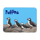 Search for puffin magnets Black