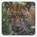 Recherche de jaguar en autocollants Sauvage