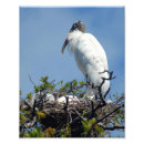 Search for stork photography Baby