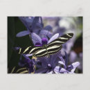 Search for butterfly postcards Wild